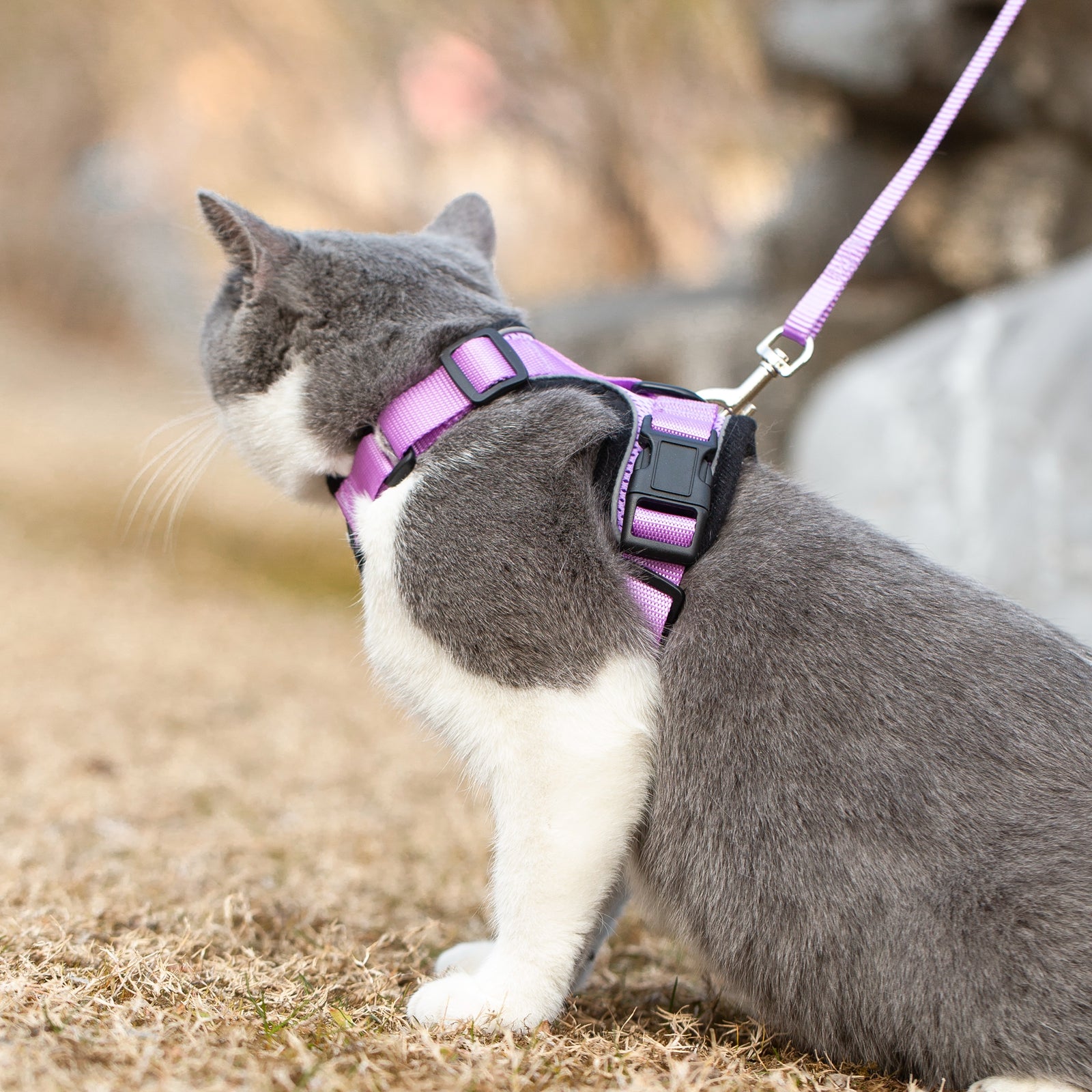 Collars, Leashes & ID Tags